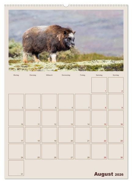 Produktbild: Moschusochsen - Norwegens gem&uuml;tliche Riesen (hochwertiger Premium Wandkalender 2026 DIN A2 hoch), Kunstdruck in Hochglanz