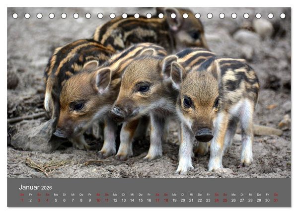 Produktbild: Die lieben Kleinen ... Tierkinder einfach zum Knuddeln (Tischkalender 2026 DIN A5 quer), CALVENDO Monatskalender