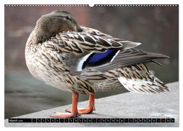 Produktbild: Lovely Water Birds (High Quality Premium Wall Calendar 2026 DIN A2 landscape),CALVENDO 12 Month Wall Calendar