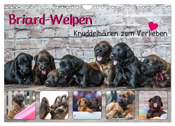 Produktbild: Briard-Welpen - Knuddelb&auml;ren zum Verlieben (Wandkalender 2026 DIN A4 quer), CALVENDO Monatskalender