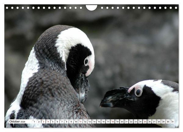 Produktbild: Tierische Fracktr&auml;ger (Wandkalender 2026 DIN A4 quer), CALVENDO Monatskalender