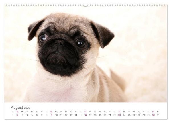Produktbild: Mopswelpe Emma (hochwertiger Premium Wandkalender 2026 DIN A2 quer), Kunstdruck in Hochglanz