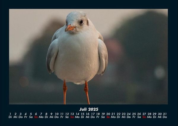 Produktbild: M&ouml;wen 2025 Fotokalender DIN A4