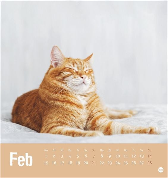 Produktbild: Tierisch entspannte Katzen Postkartenkalender 2027