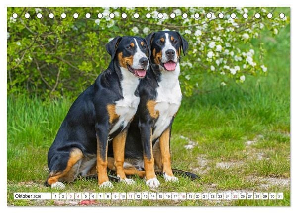 Produktbild: Schweizer Sennenhunde - die Hunde aus den Schweizer Alpen (Tischkalender 2026 DIN A5 quer), CALVENDO Monatskalender