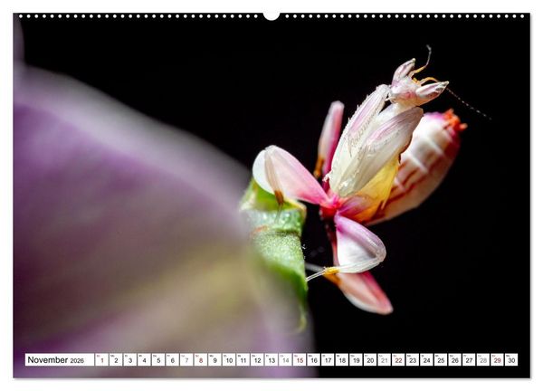Produktbild: Im Bann der Mantis (hochwertiger Premium Wandkalender 2026 DIN A2 quer), Kunstdruck in Hochglanz
