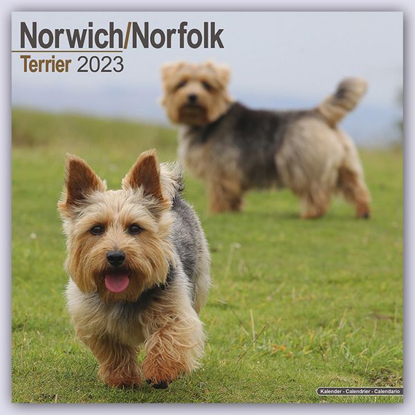 Norfolk Terrier 2023 - 16-Monatskalender