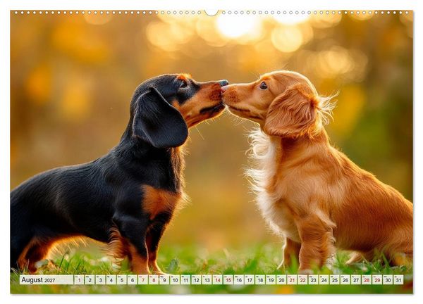 Produktbild: Lieblingshund Dackel (hochwertiger Premium Wandkalender 2027 DIN A2 quer), Kunstdruck in Hochglanz
