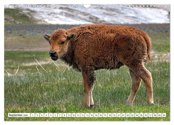 Produktbild: TATONKA Der nordamerikanische Bison (Wandkalender 2026 DIN A3 quer), CALVENDO Monatskalender