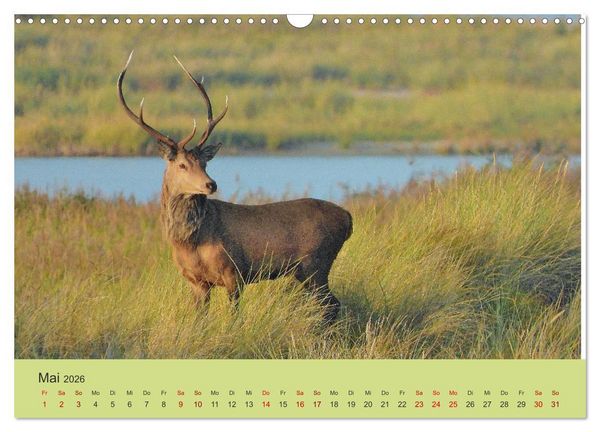 Produktbild: K&uuml;sten Hirsche - Rotwild auf dem Dar&szlig; (Wandkalender 2026 DIN A3 quer), CALVENDO Monatskalender