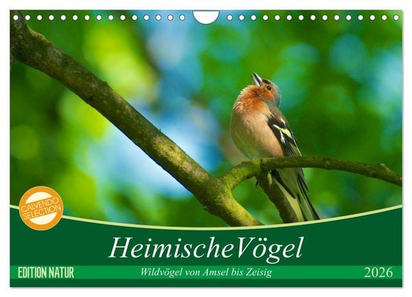 Heimische Vögel (Wandkalender 2026 DIN A4 quer), CALVENDO Monatskalender