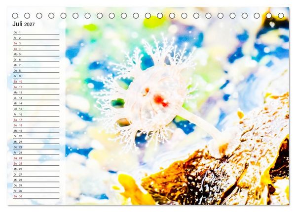 Produktbild: Quallen - Faszinierende Urzeitwesen der Meere (Tischkalender 2027 DIN A5 quer), CALVENDO Monatskalender
