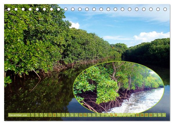Produktbild: Mangroves - Valuable Habitat (Desk Calendar 2026 DIN A5 landscape), CALVENDO 12 Month DeskCalendar
