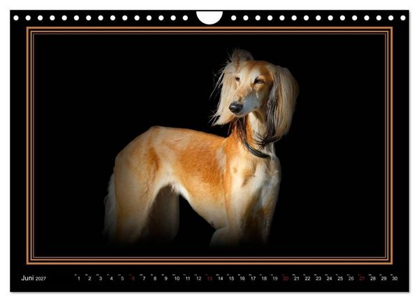 Produktbild: Saluki 2027 (Wandkalender 2027 DIN A4 quer), CALVENDO Monatskalender