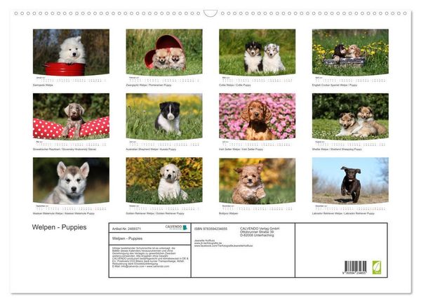 Produktbild: Welpen - Puppies (Wandkalender 2027 DIN A2 quer), CALVENDO Monatskalender
