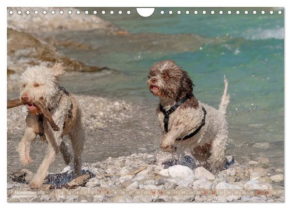 Produktbild: Lagotto Romagnolo - Wasserspiele (Wandkalender 2026 DIN A4 quer), CALVENDO Monatskalender