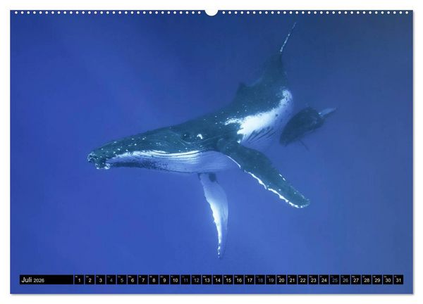 Produktbild: Die blaue Welt der Wale (Wandkalender 2026 DIN A2 quer), CALVENDO Monatskalender