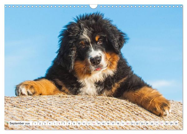 Produktbild: Schweizer Sennenhunde - die Hunde aus den Schweizer Alpen (Wandkalender 2026 DIN A3 quer), CALVENDO Monatskalender