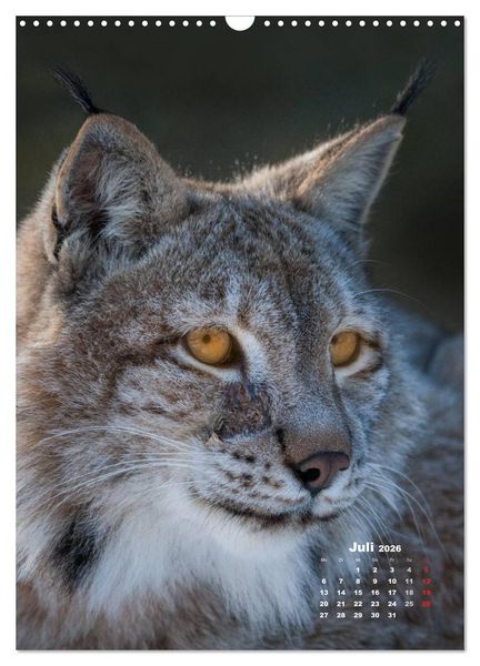 Produktbild: Emotionale Momente: Raubkatzen - die schnellen J&auml;ger. (Wandkalender 2026 DIN A3 hoch), CALVENDO Monatskalender