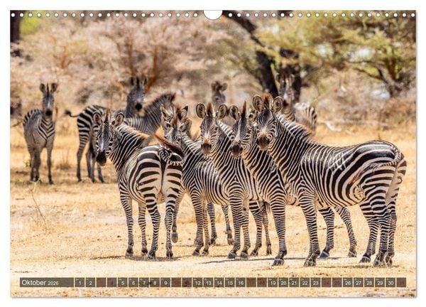 Produktbild: Safari in Tansania (Wandkalender 2026 DIN A3 quer), CALVENDO Monatskalender