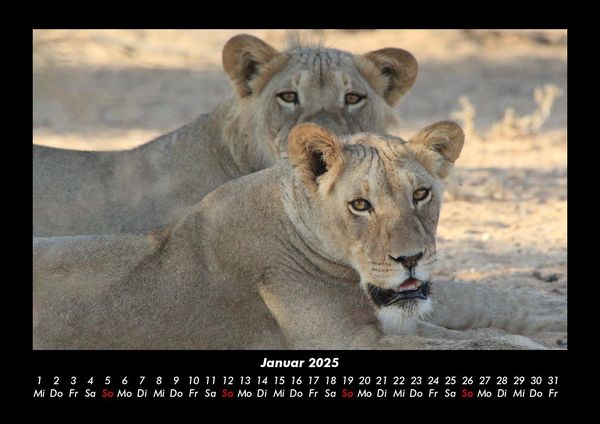Produktbild: L&ouml;wen in der Wildnis 2025 Fotokalender DIN A3