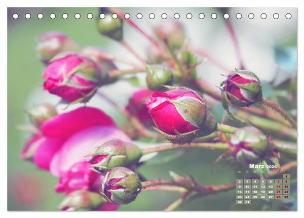 Produktbild: Rosen, die K&ouml;nigin der Blumen (Tischkalender 2026 DIN A5 quer), CALVENDO Monatskalender