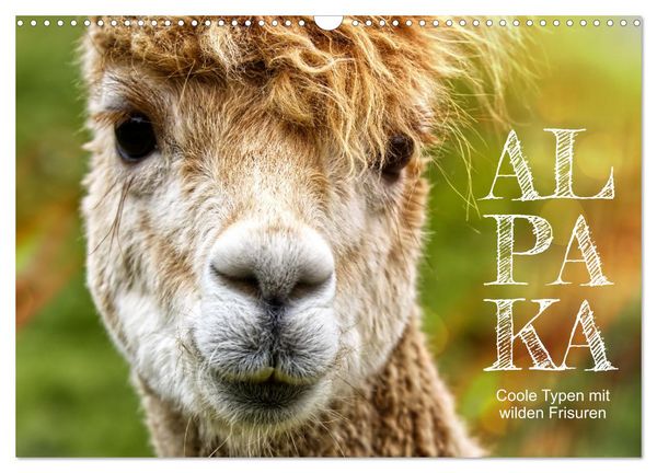 Produktbild: Alpaka, coole Typen mit wilden Frisuren (Wandkalender 2026 DIN A3 quer), CALVENDO Monatskalender