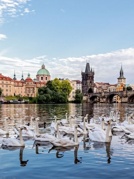 Produktbild: CALVENDO Puzzle Moldau mit Schw&auml;nen | 1000 Teile Lege-Gr&ouml;&szlig;e 64x48cm Foto-Puzzle f&uuml;r gl&uuml;ckliche Stunden