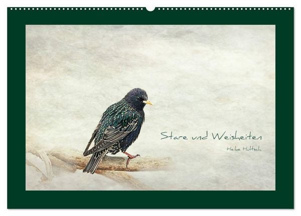 Produktbild: Stare und Weisheiten (Wandkalender 2026 DIN A2 quer), CALVENDO Monatskalender