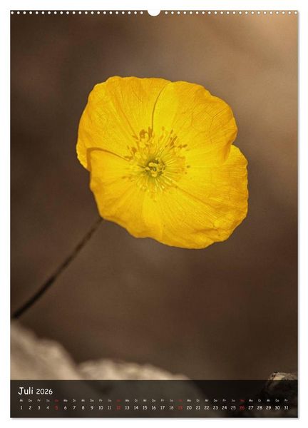 Produktbild: Alpenblumen 2026 (hochwertiger Premium Wandkalender 2026 DIN A2 hoch), Kunstdruck in Hochglanz