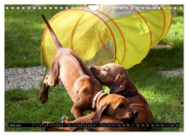 Produktbild: Rhodesian Ridgeback - Schnappsch&uuml;sse - (Wandkalender 2026 DIN A4 quer), CALVENDO Monatskalender