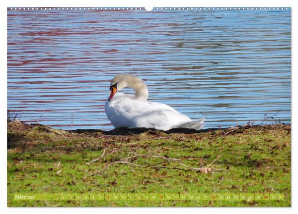 Produktbild: Tierisch gut: Wasserv&ouml;gel (hochwertiger Premium Wandkalender 2026 DIN A2 quer), Kunstdruck in Hochglanz