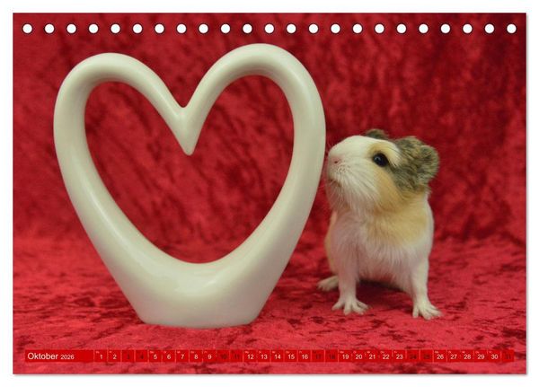 Produktbild: BABY Meerschweinchen Traumhaft s&uuml;&szlig; (Tischkalender 2026 DIN A5 quer), CALVENDO Monatskalender