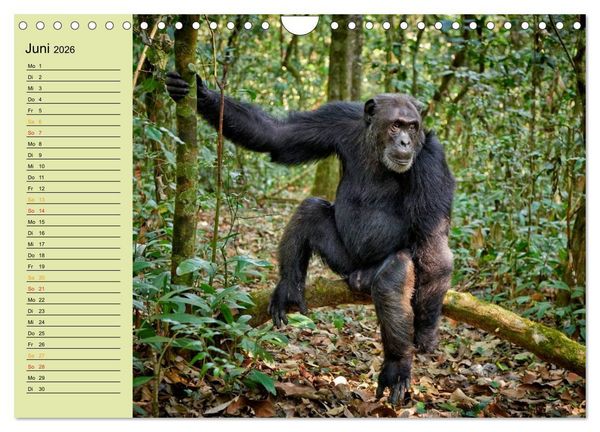 Produktbild: Ugandas wilde Menschenaffen (Wandkalender 2026 DIN A4 quer), CALVENDO Monatskalender