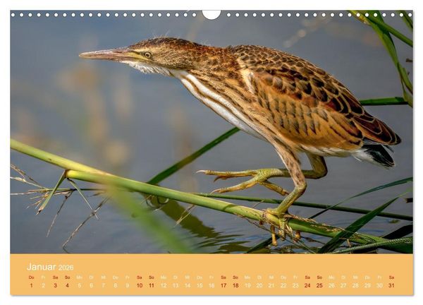 Produktbild: Augen auf - versteckte Tierwelt (Wandkalender 2026 DIN A3 quer), CALVENDO Monatskalender