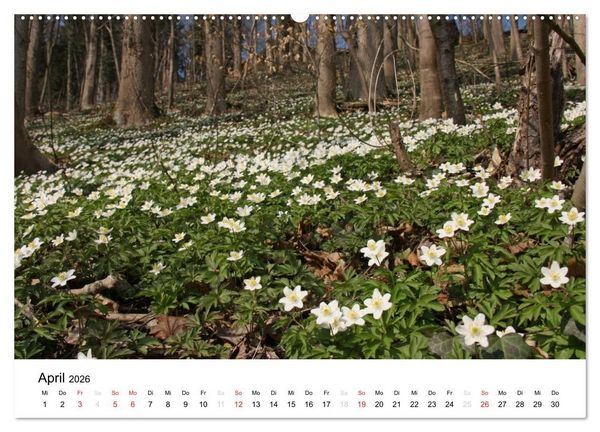 Produktbild: Der Ebersberger Forst und seine Umgebung (Wandkalender 2026 DIN A2 quer), CALVENDO Monatskalender