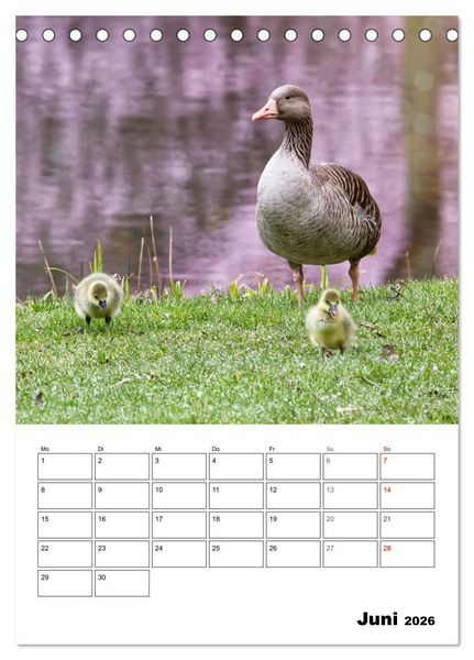 Produktbild: G&auml;nse, geliebte Wasserv&ouml;gel (Tischkalender 2026 DIN A5 hoch), CALVENDO Monatskalender