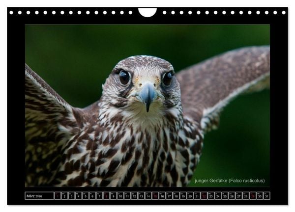 Produktbild: Falken im Flug und im Portr&auml;t (Wandkalender 2026 DIN A4 quer), CALVENDO Monatskalender