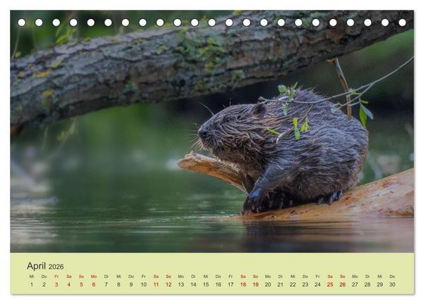 Produktbild: Faszination Biber (Tischkalender 2026 DIN A5 quer), CALVENDO Monatskalender