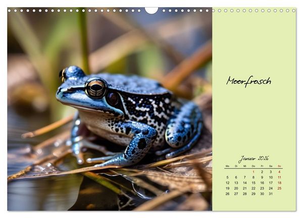 Produktbild: Heimische und exotische Amphibien (Wandkalender 2026 DIN A3 quer), CALVENDO Monatskalender