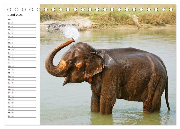 Produktbild: Elefanten - Wasserspa&szlig; am Strand (Tischkalender 2026 DIN A5 quer), CALVENDO Monatskalender