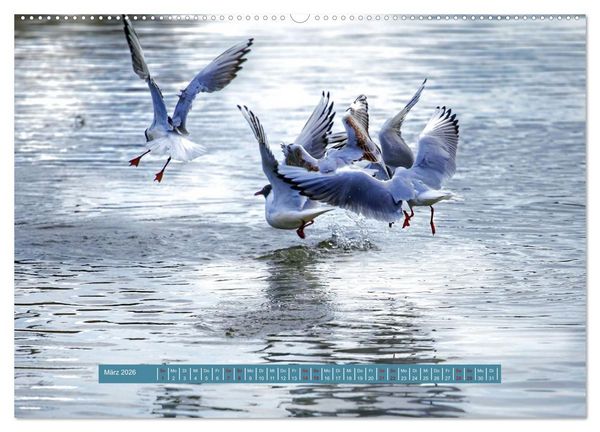 Produktbild: M&ouml;wen Piraten der L&uuml;fte (Wandkalender 2026 DIN A2 quer), CALVENDO Monatskalender