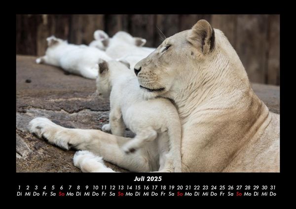 Produktbild: Welt der Tiere 2025 Fotokalender DIN A3