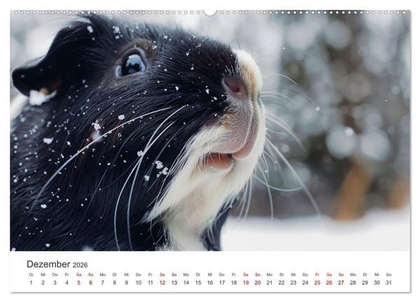 Produktbild: Wuschelbande - Ein Jahr voller Meerschweinchen (hochwertiger Premium Wandkalender 2026 DIN A2 quer), Kunstdruck in Hochglanz