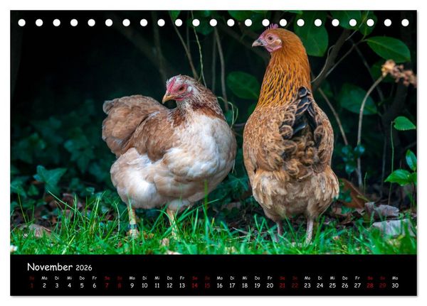 Produktbild: Neues von den Gartenh&uuml;hnern (Tischkalender 2026 DIN A5 quer), CALVENDO Monatskalender