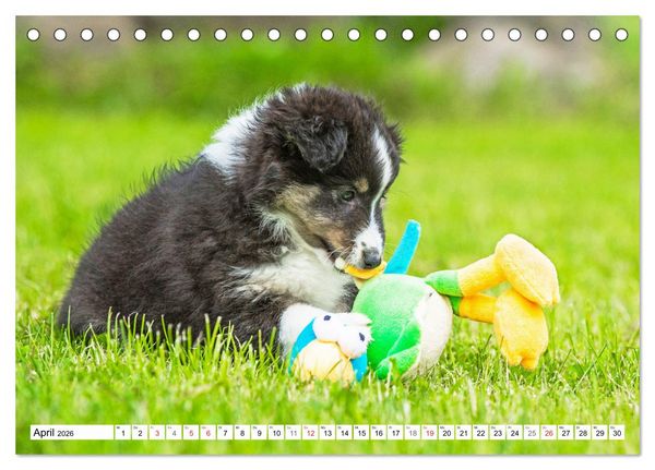 Produktbild: H&uuml;tehund der Shetland Inseln - Shetland Sheepdog (Tischkalender 2026 DIN A5 quer), CALVENDO Monatskalender