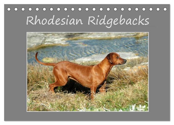 Rhodesian Ridgebacks (Tischkalender 2024 DIN A5 quer), CALVENDO Monatskalender