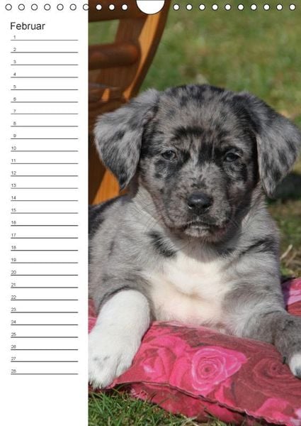 Produktbild: Der Aussie - Geburtstagskalender (Wandkalender immerw&auml;hrend DIN A4 hoch)