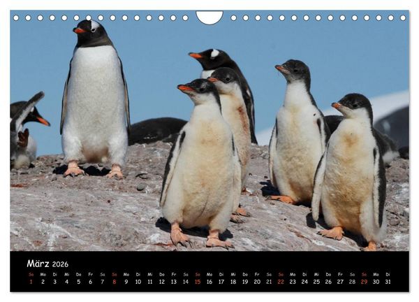 Produktbild: Pinguine aus aller Welt (Wandkalender 2026 DIN A4 quer), CALVENDO Monatskalender
