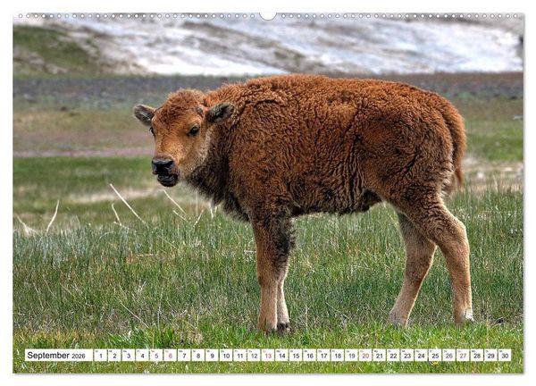 Produktbild: TATONKA Der nordamerikanische Bison (hochwertiger Premium Wandkalender 2026 DIN A2 quer), Kunstdruck in Hochglanz